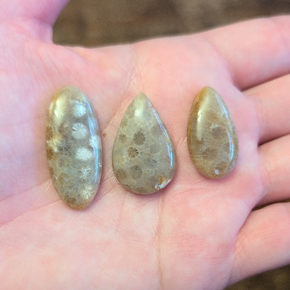 Natural Fossil Coral Cabochons
